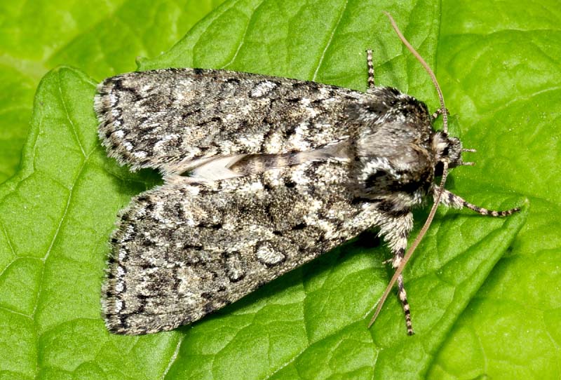 Quiz n 4 - Polyploca ridens, Drepanidae